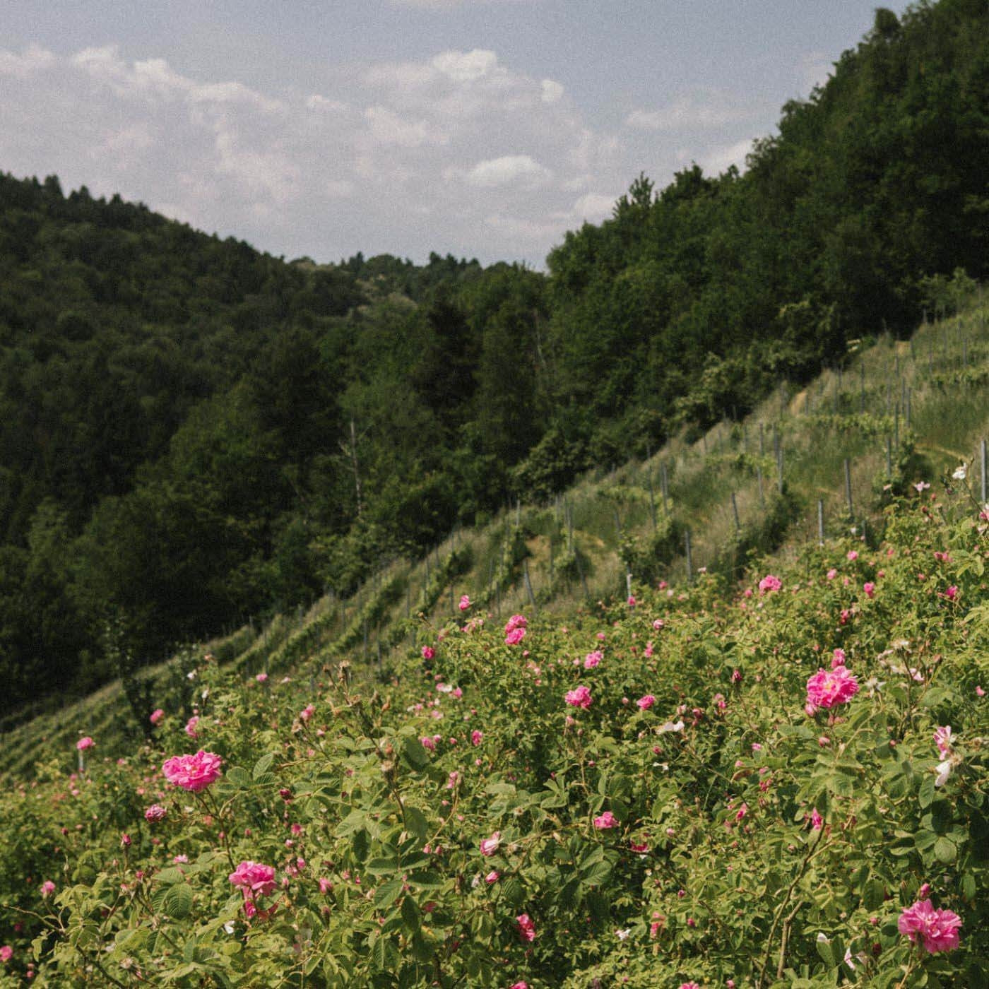 "Jaunystės (Anti Aging)" arbata