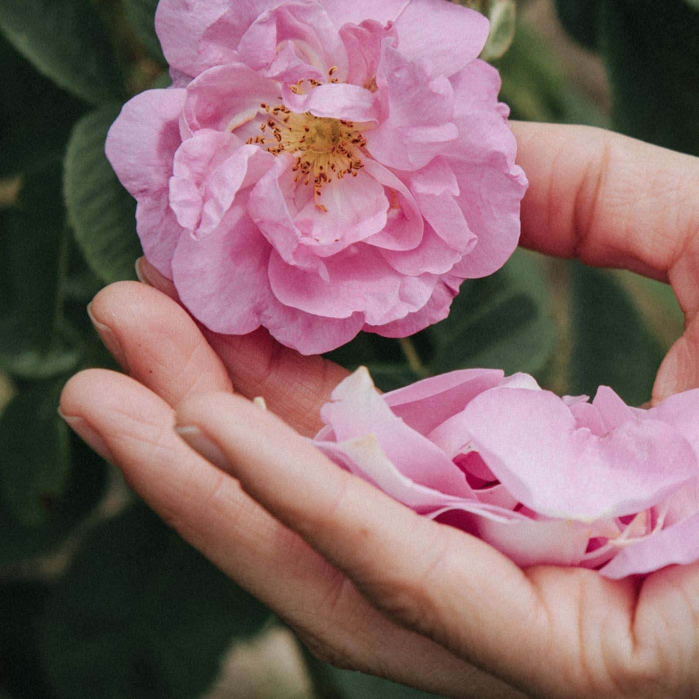 "Jaunystės (Anti Aging)" arbata